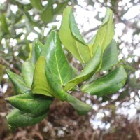 <i>Aporosa latifolia</i>  Thwaites